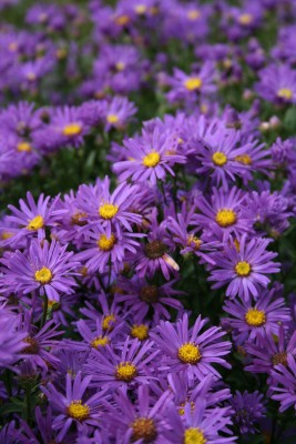 Bild von Aster amellus Veilchenkönigin