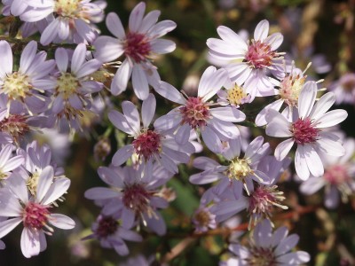Bild von Aster cordifolius Ideal