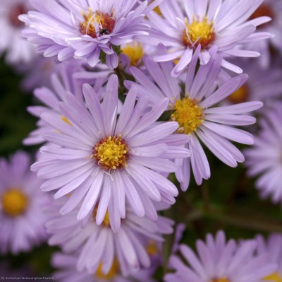Bild von Aster x-dumosus Augenweide