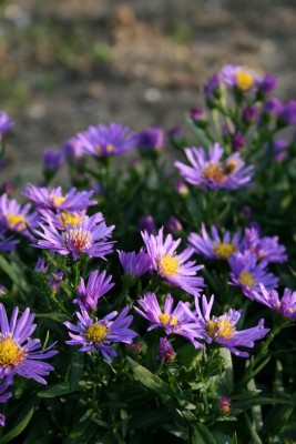 Bild von Aster x-dumosus Blauer Gletscher