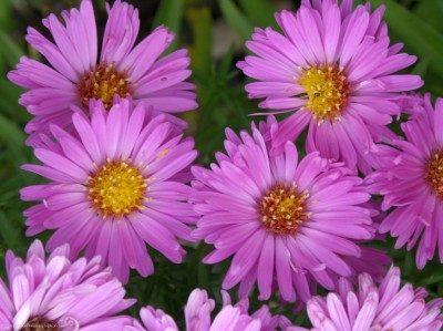 Bild von Aster x-dumosus Heinz Richard