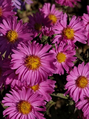 Bild von Aster x-dumosus Kassel