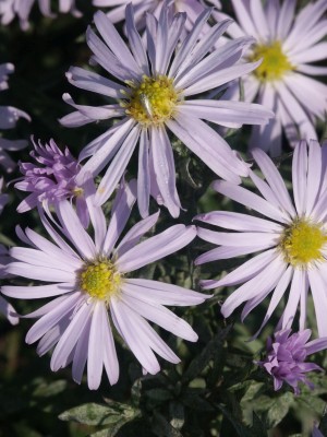 Bild von Aster x-dumosus Silberblaukissen