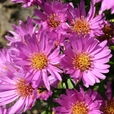 Bild von Aster x-dumosus Wachsenburg