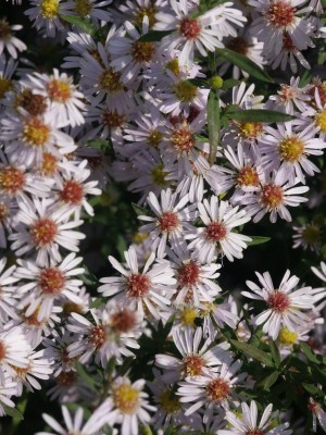 Bild von Aster ericoides Erlkönig