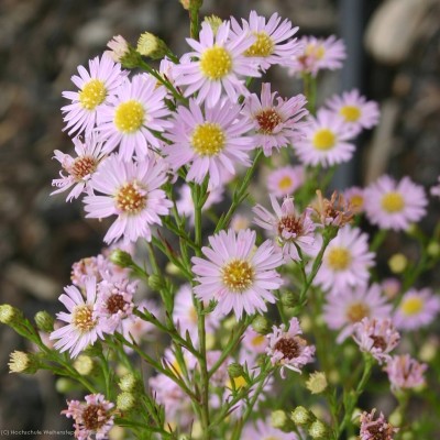 Bild von Aster ericoides Esther