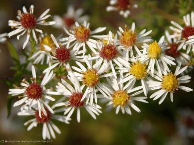 Bild von Aster ericoides Golden-Spray