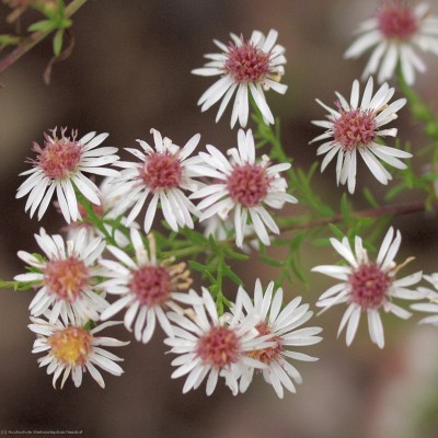 Bild von Aster ericoides Herbstmyrthe