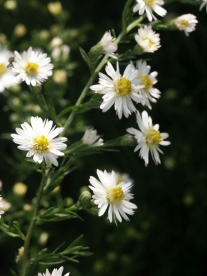 Bild von Aster ericoides Schneegitter