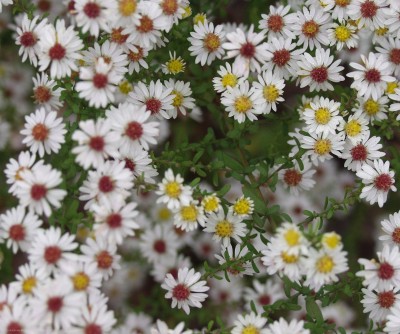 Bild von Aster ericoides White-Heather