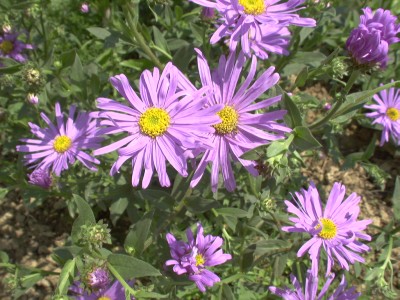 Bild von Aster x-frikartii Jungfrau