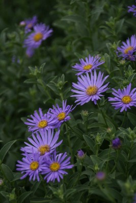 Bild von Aster x-frikartii Mönch