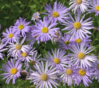 Bild von Aster x-frikartii Wunder-v.Stäfa