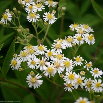 Bild von Aster glehnii Agleni