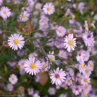 Bild von Aster laevis