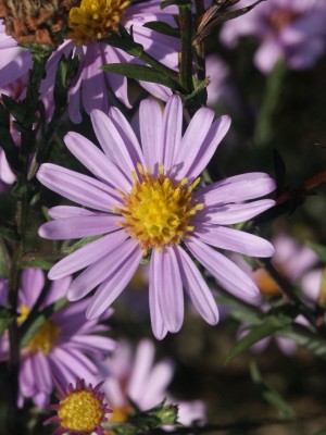 Bild von Aster laevis Blauschleier