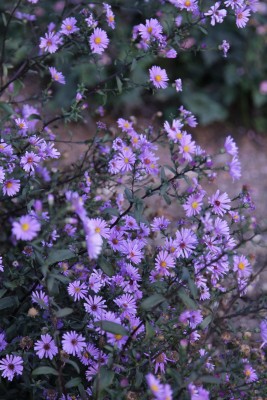 Bild von Aster laevis Calliope