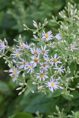 Bild von Aster x-herveyi Twilight