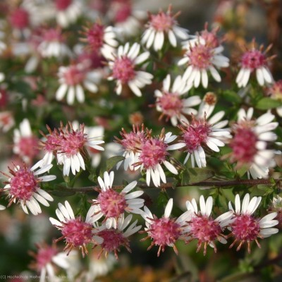 Bild von Aster lat.var.horiz.Li