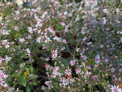 Bild von Aster later-hor. Prince