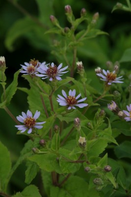 Bild von Aster macrophyllus