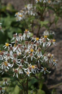 Bild von Aster macrophyllus Albus