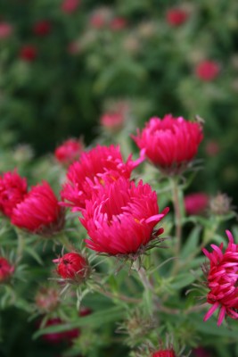 Bild von Aster novae-angliae Alma Pötschke