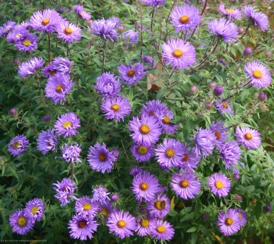Bild von Aster novae-angliae Barrs Blue