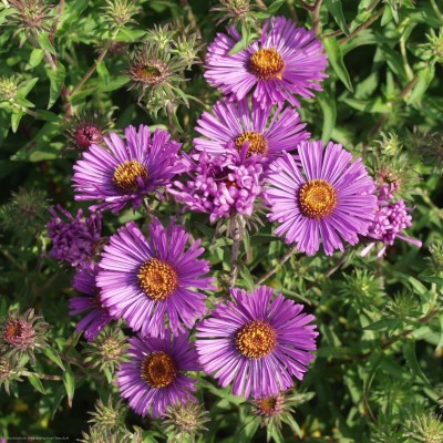 Bild von Aster novae-angliae Herbstflieder