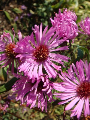Bild von Aster novae-angliae Barrs Pink
