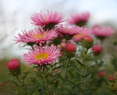 Bild von Aster novae-angliae Rosa-Sieger