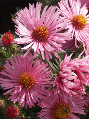 Bild von Aster novae-angliae Rudelsburg
