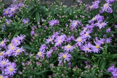 Bild von Aster novi-belgii Blandie