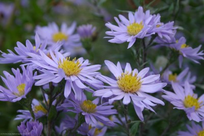Bild von Aster novi-belgii Blaue-Nachthut