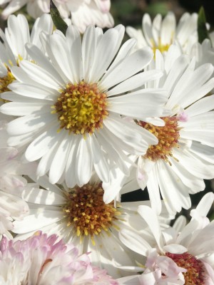 Bild von Aster novi-belgii Bonningd. White