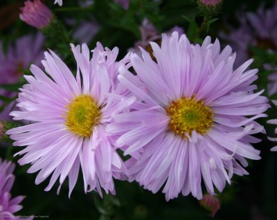 Bild von Aster novi-belgii Fellowship