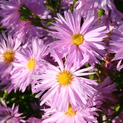 Bild von Aster novi-belgii Jugendstil