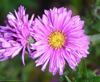 Bild von Aster novi-belgii Patricia-Ballard