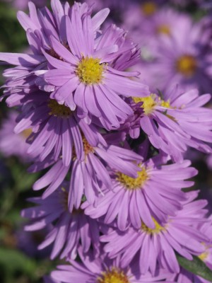 Bild von Aster novi-belgii Royal Blue