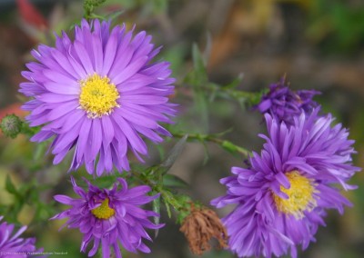 Bild von Aster novi-belgii Sailor-Boy