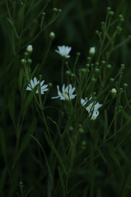 Bild von Solidago Aster ptarmicoides