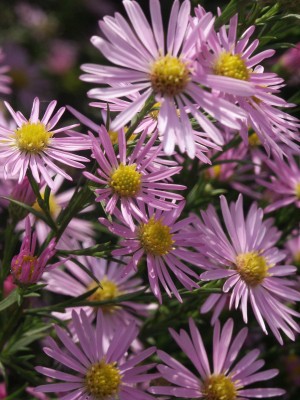 Bild von Aster pringlei Pink Star