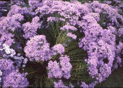 Bild von Aster sedifolius