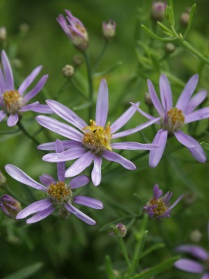 Bild von Aster sedifolius Nanus
