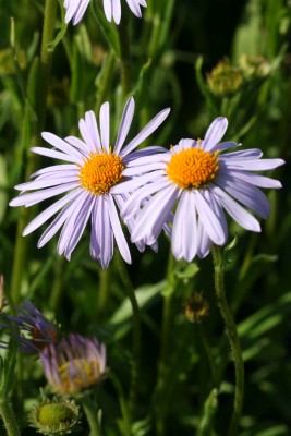 Bild von Aster tongolensis Wartburgstern