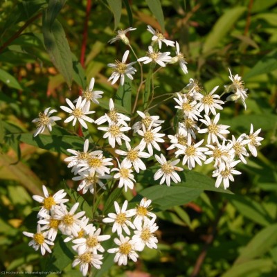 Bild von Aster umbellatus