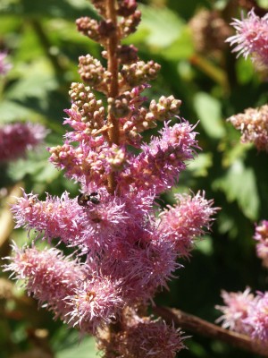Bild von Astilbe chinensis Christian