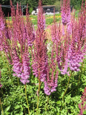 Bild von Astilbe chinensis var.taquetii Purpurlanze