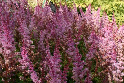 Bild von Astilbe chinensis Serenade