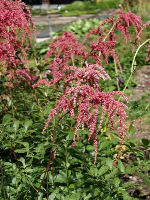 Bild von Astilbe x-thunbergii Rote Straußenfeder